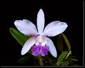 Lc Cariad's Mini-Quinee 'Omar' (Lc Mini Purple x C intermedia) * Omar Eduardo Rocha * Omar Eduardo Rocha